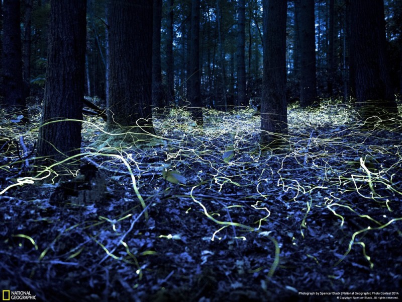 National Geographic-foto