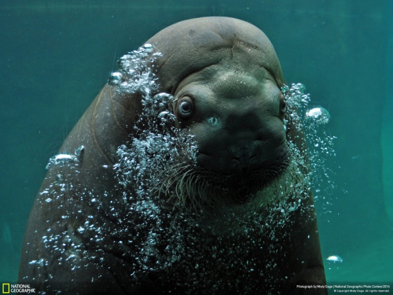 National Geographic-foto19